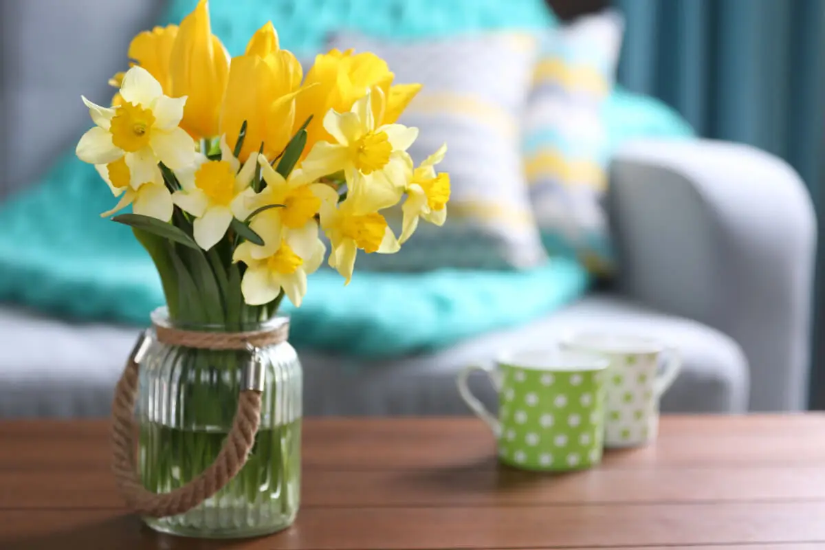 Narcisos flor.