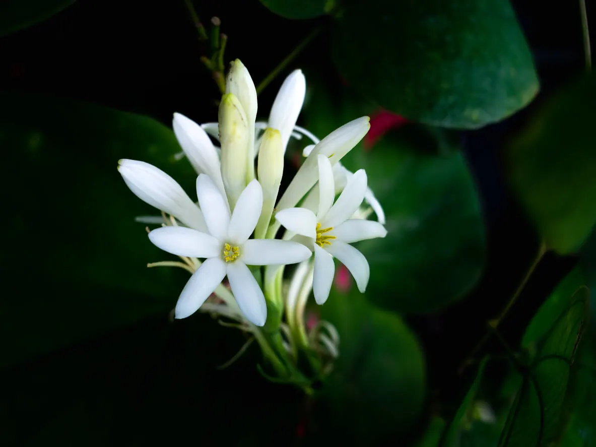 Flor del nardo