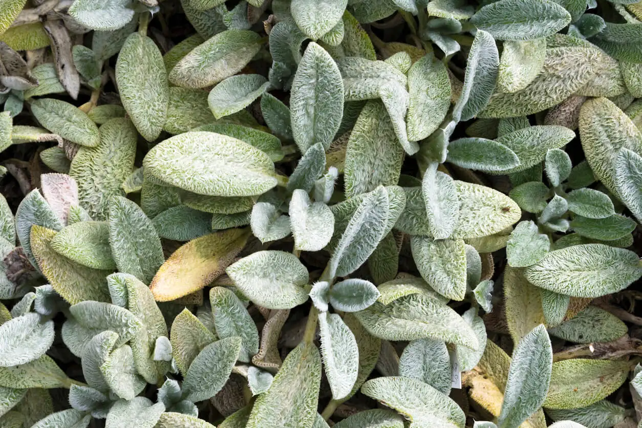 Plante à feuilles grises appelée oreille de lièvre