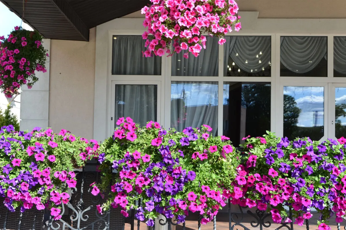 Petunias.