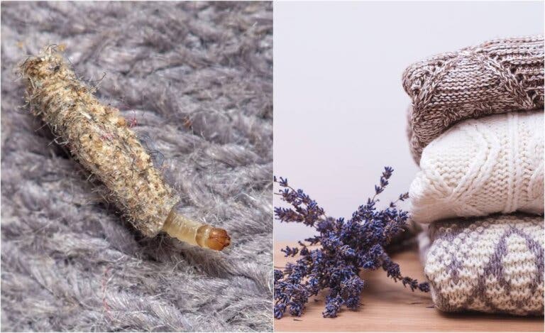 8 plantas que sirven como repelentes de polillas