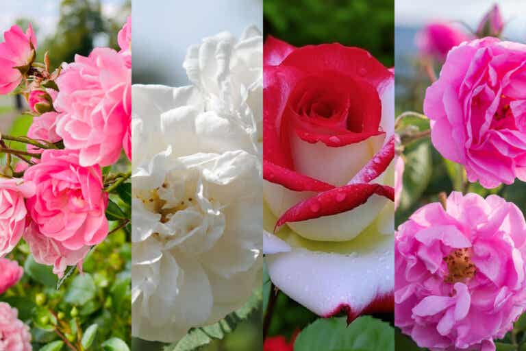 12 fascinantes variedades de rosas y cómo mantenerlas radiantes