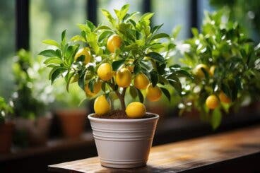 10 árboles frutales que puedes sembrar en maceta y sus cuidados