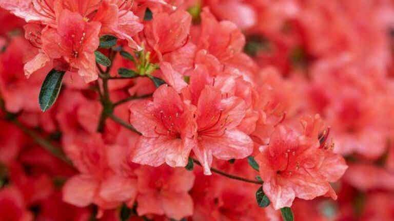 Azalea.