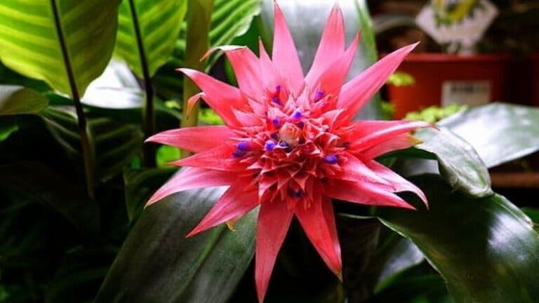 Bromelia.
