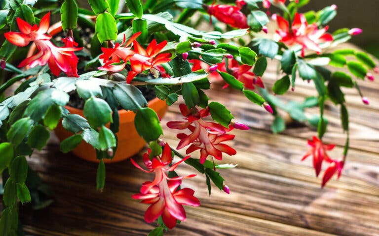Cactus de Navidad.