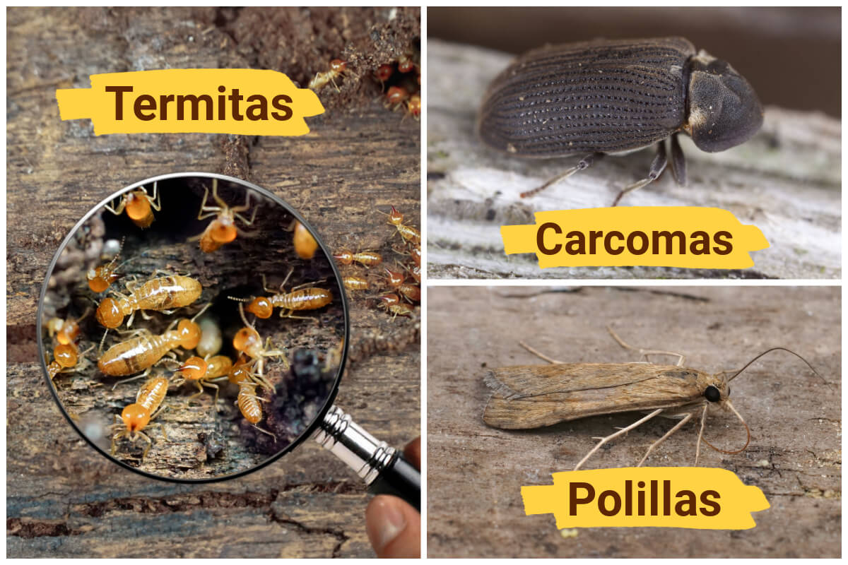 10 métodos caseros para eliminar carcomas, polillas o termitas - Mejor con  Salud
