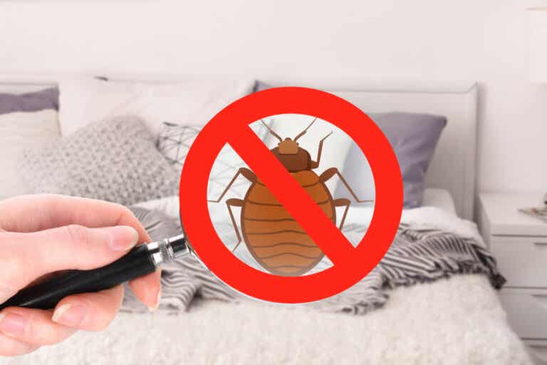 Descubre si tienes chinches en la cama y elimínalas con este insecticida casero