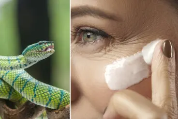 ¿El veneno de serpiente verdaderamente ayuda a eliminar las arrugas?