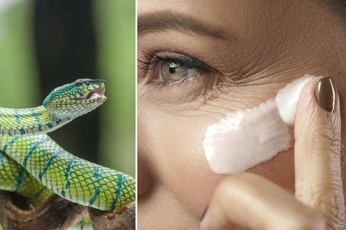 ¿El veneno de serpiente realmente ayuda a eliminar las arrugas?