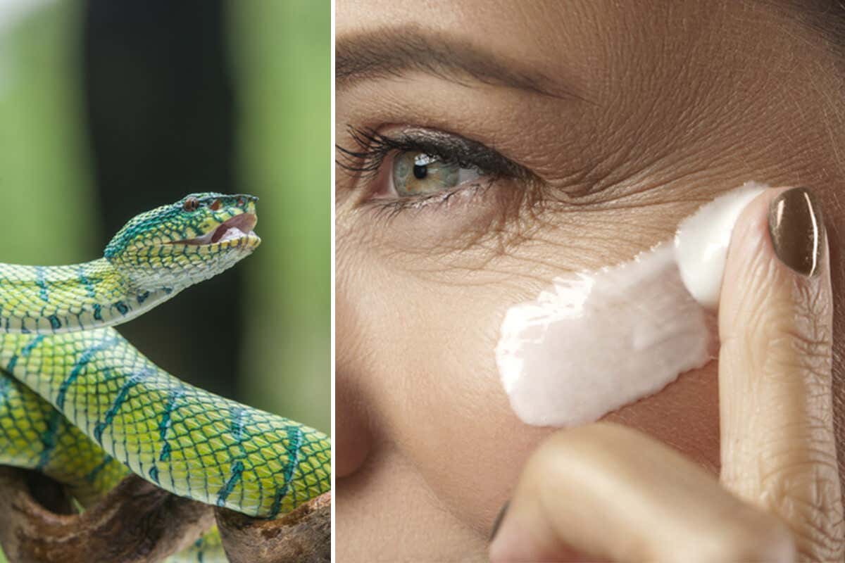 ¿El veneno de serpiente verdaderamente ayuda a eliminar las arrugas?