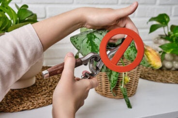 Evita estos errores comunes si quieres enraizar esquejes