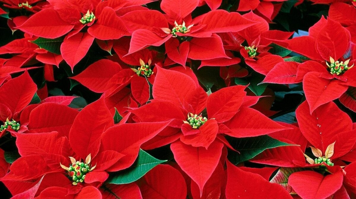 Las 20 mejores plantas navideñas para tus decoraciones