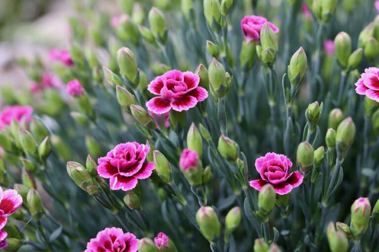 Flor de invierno.