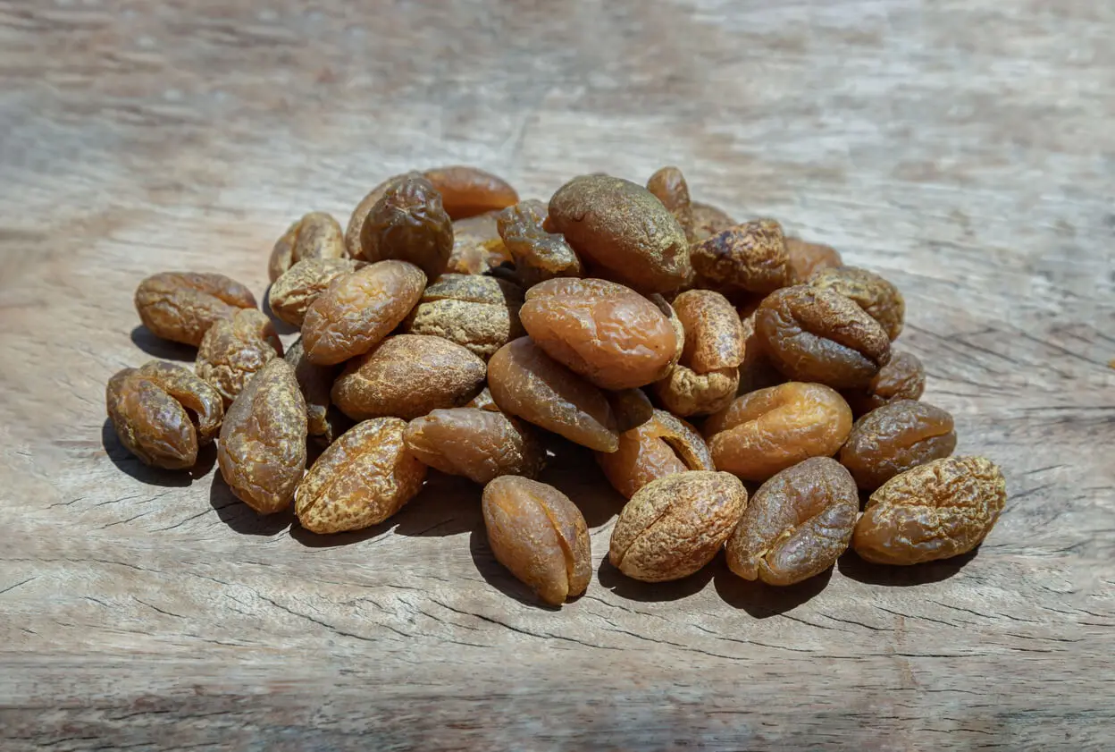Terminalia chebula o haritaki.