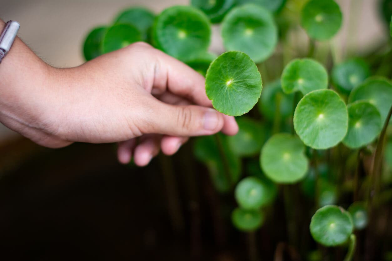 Hojas de centella asiática.