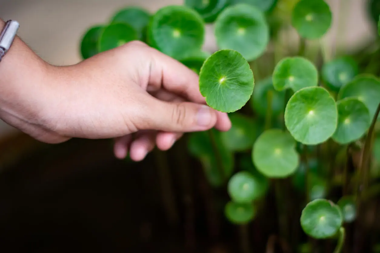 Hojas de centella asiática.