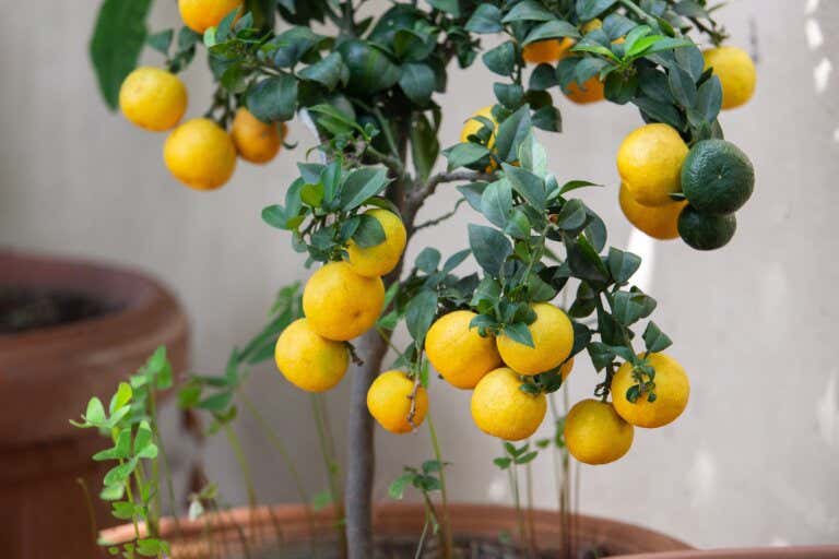 Plantar limonero en macetas
