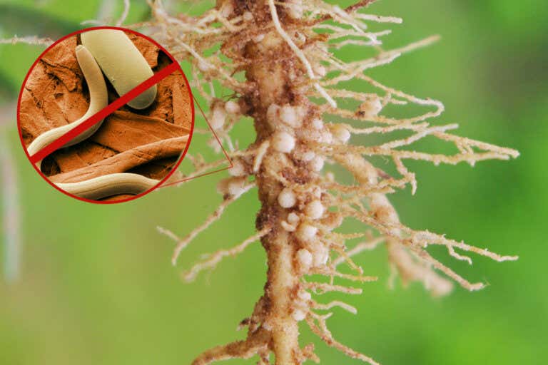 Elimina los nematodos de tus plantas con estos remedios naturales