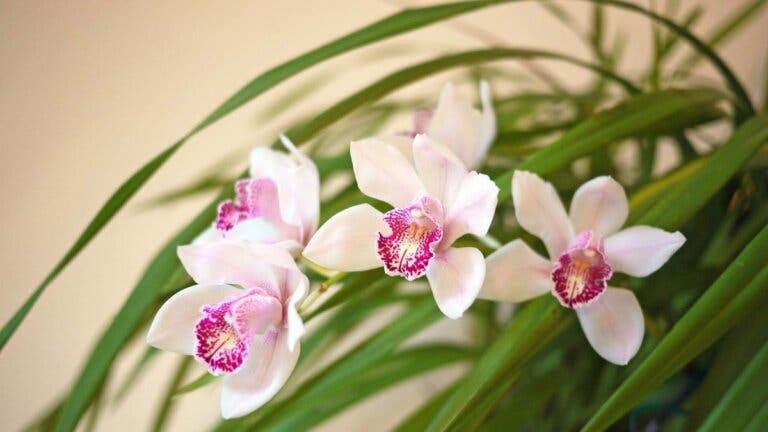 Orquídea.