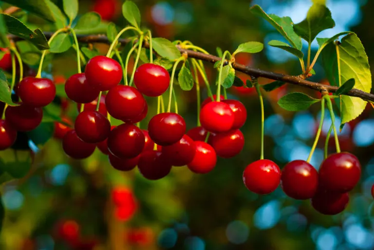 Plantar cerezos en maceta en casa