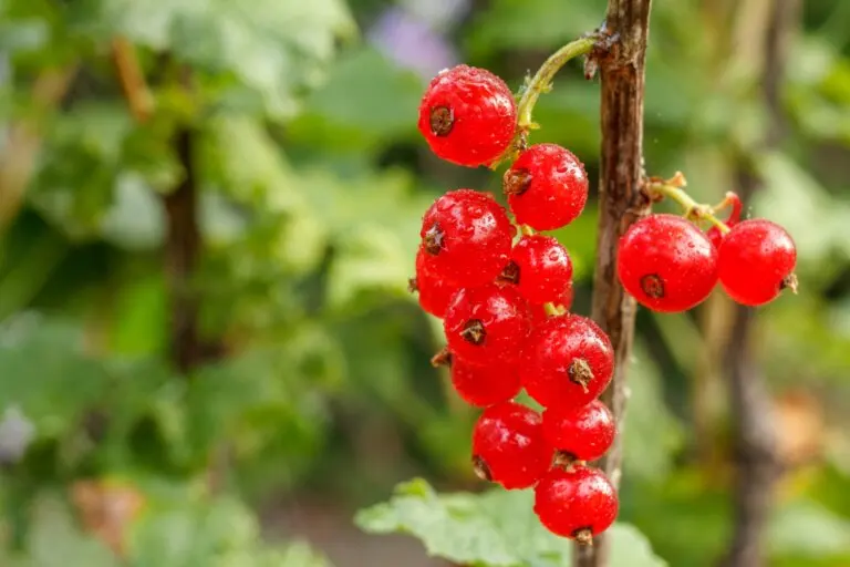 Sembrar grosellas en plantas