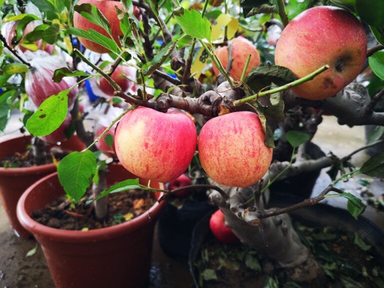 10 árboles frutales que puedes sembrar en maceta y sus cuidados