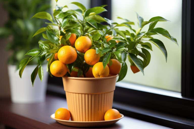 Plantar mata de naranja en maceta
