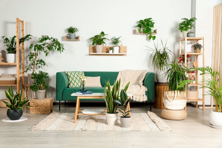 Las plantas que debes tener en casa, según el Feng Shui