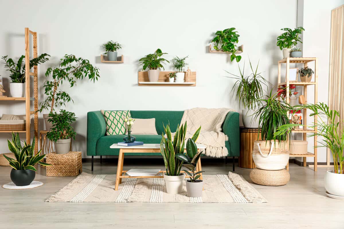 10 plantas que NO debes tener en casa, según el «feng shui»