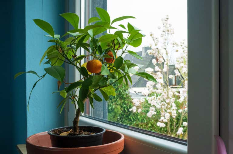 Plantar mandarina en macetas