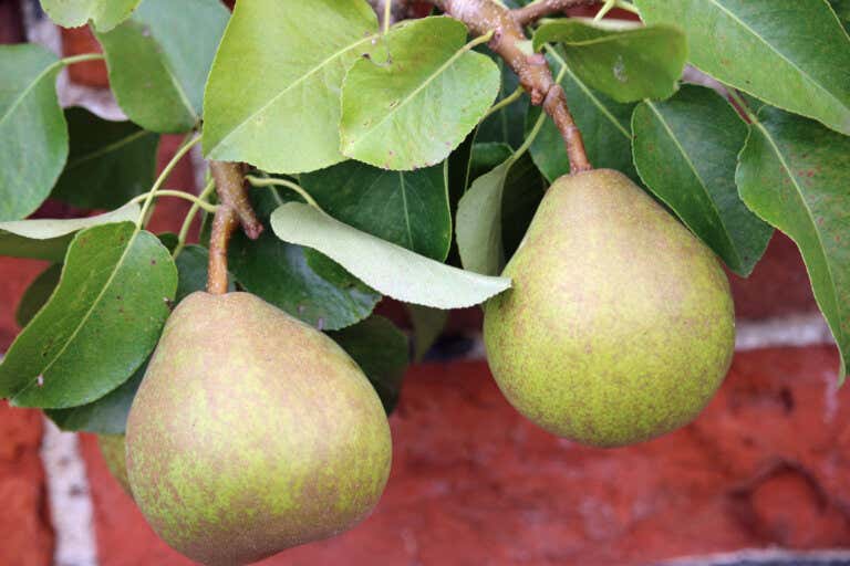Plantar peras en macetas