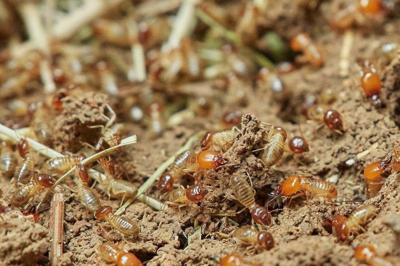 Les termites ne sont pas dangereux pour l’homme, mais ils peuvent affecter les éléments structurels.