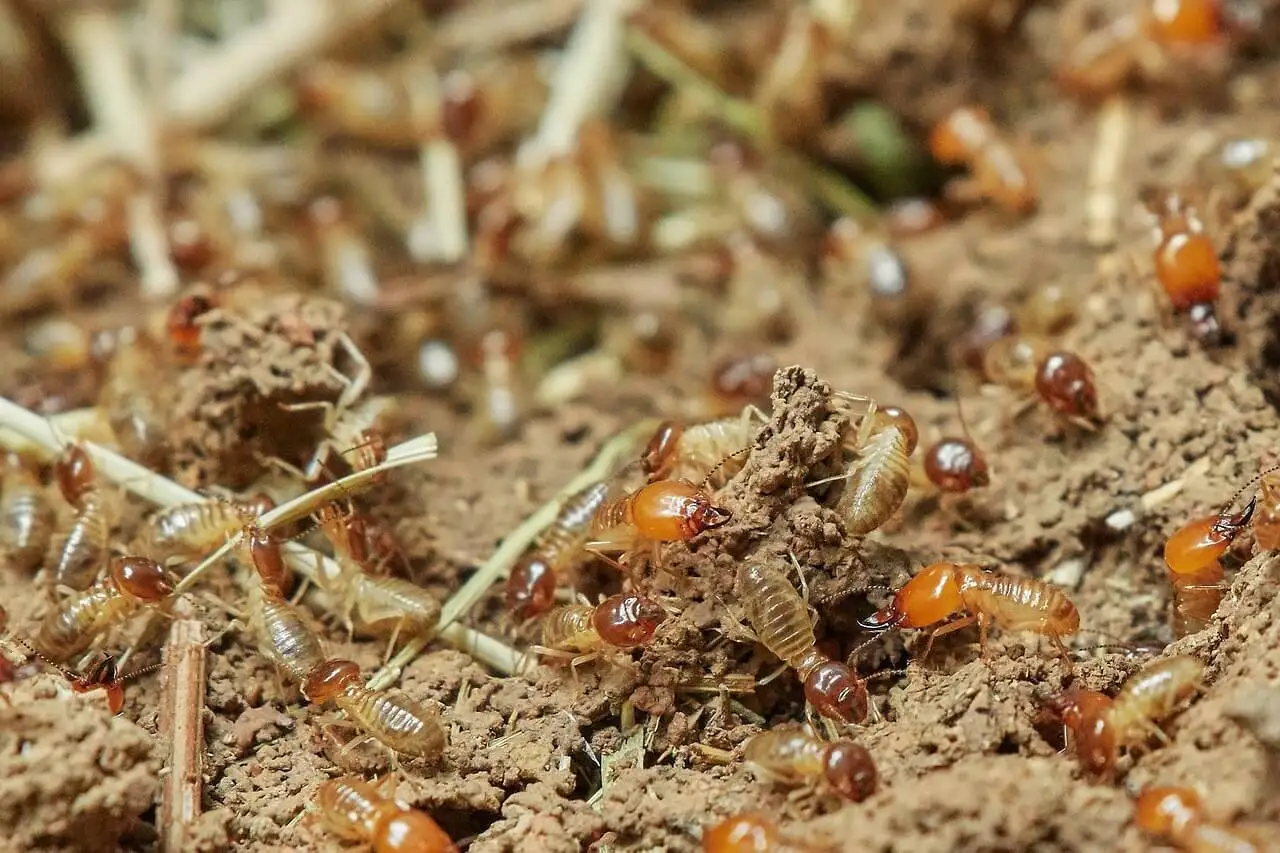 Les termites ne sont pas dangereux pour l’homme, mais ils peuvent affecter les éléments structurels.
