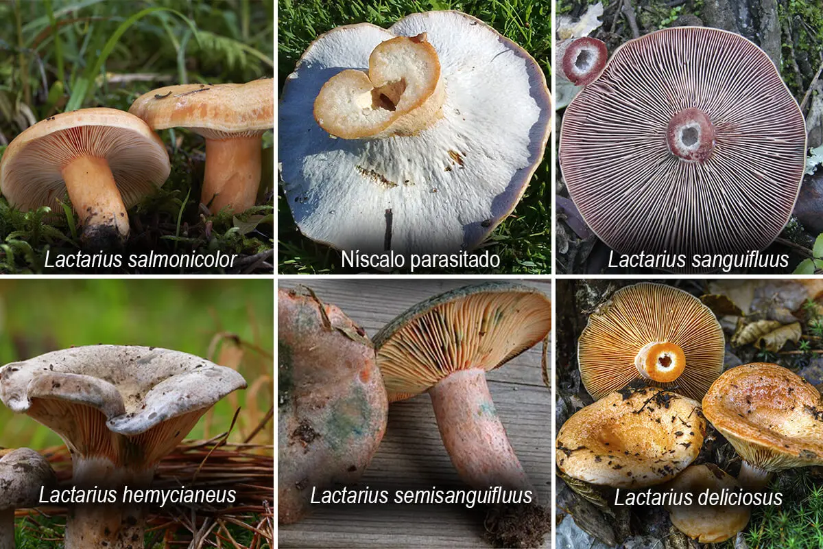 Tipos de níscalos.