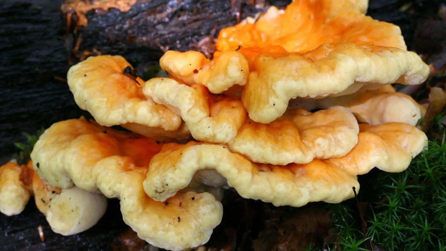 polypore soufré.