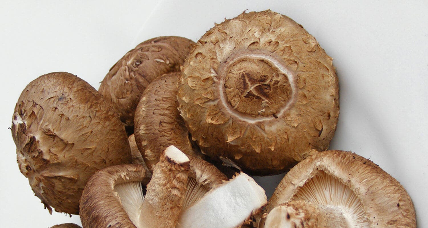 Champignon shiitake.