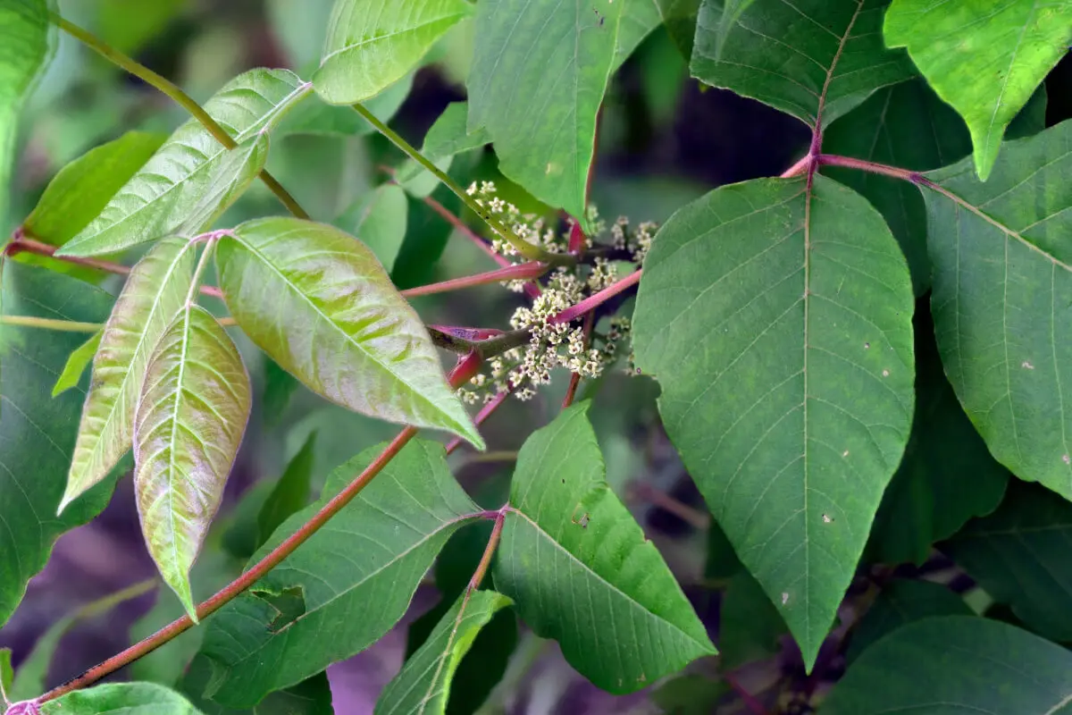 Toxicodendron radicans.