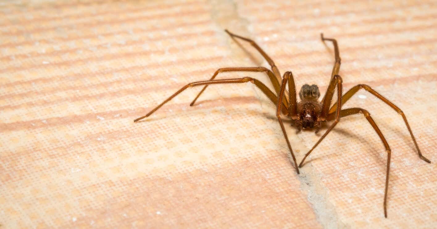 Araña reclusa parda es plaga de invierno.