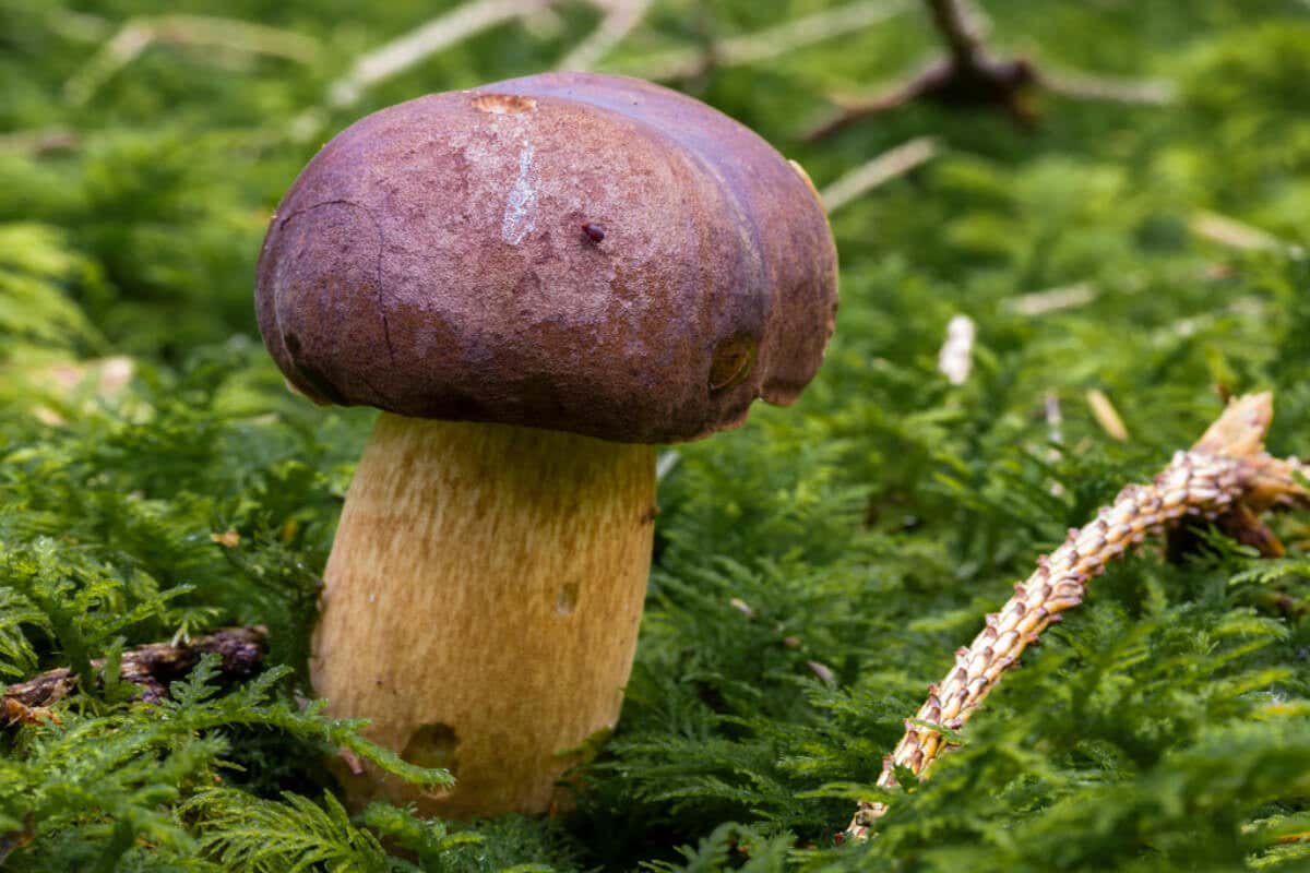 Boleto bayo fait partie des champignons comestibles.