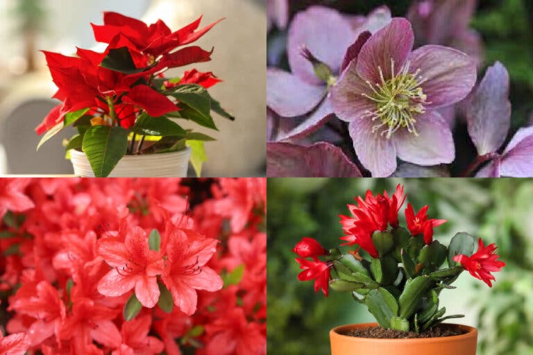 Las 20 mejores plantas navideñas para tus decoraciones