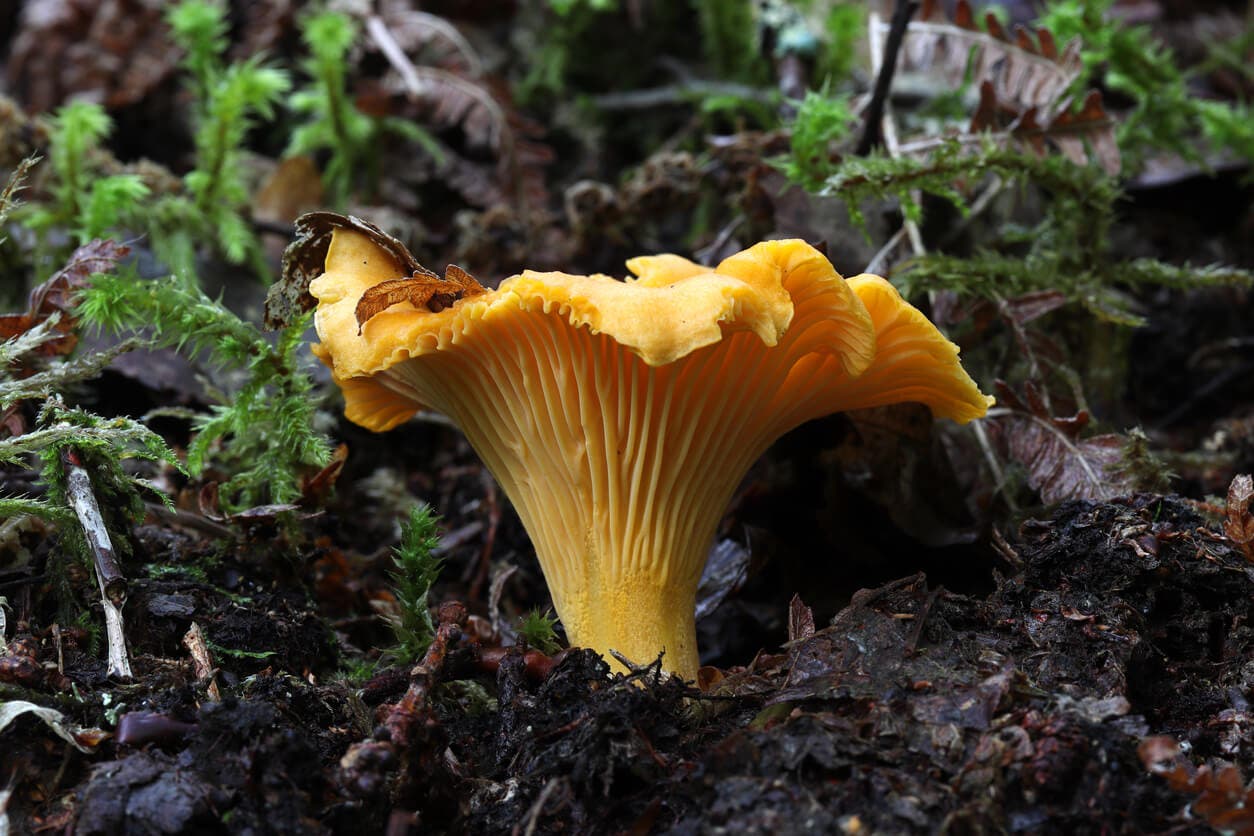 Les girolles, un des champignons comestibles, en pleine terre.