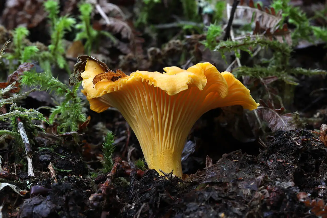 Les girolles, un des champignons comestibles, en pleine terre.