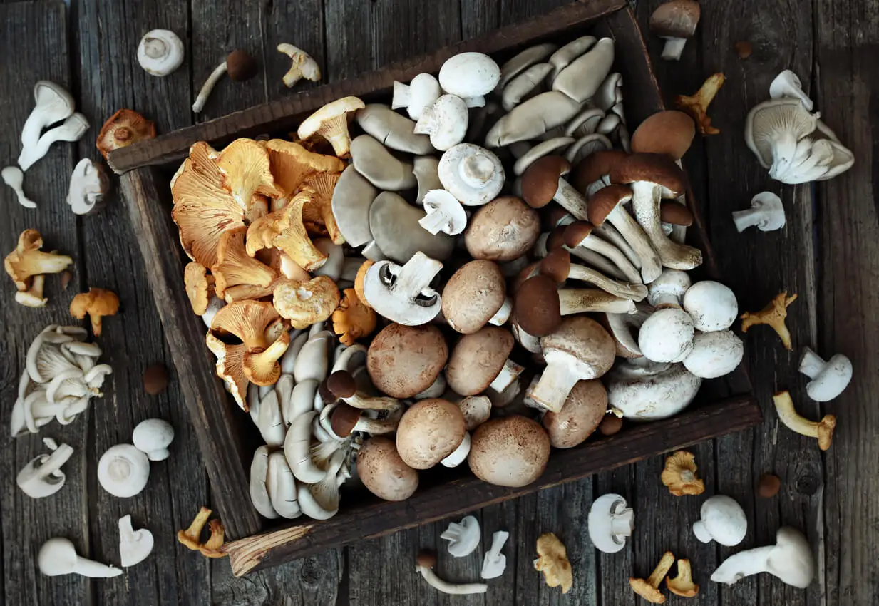 Champignons frais comestibles.