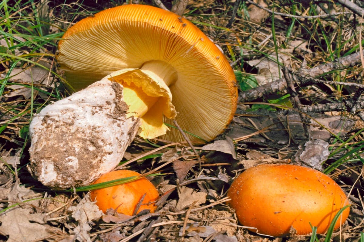 L'œuf du roi fait partie des champignons comestibles.