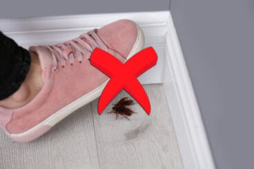 Se revela la razón por la que NO debes pisar las cucarachas