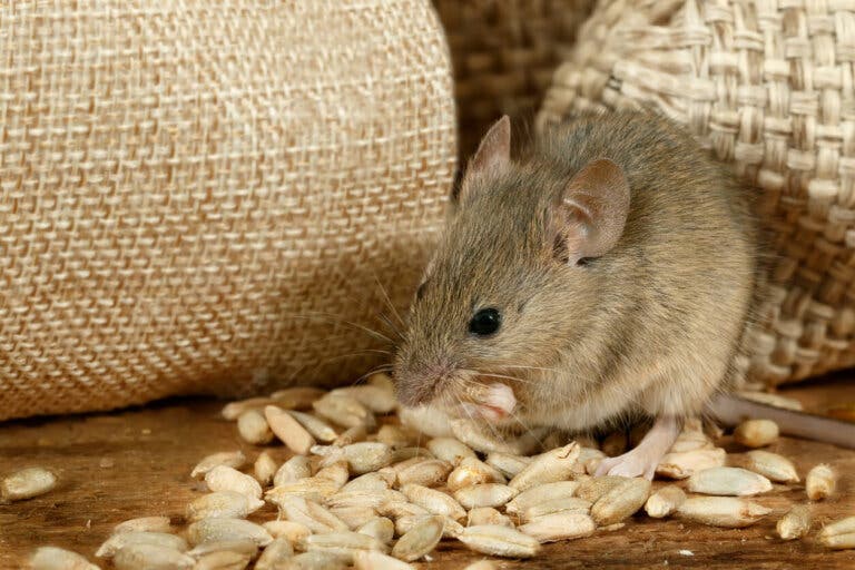 Conoce las plagas más comunes en invierno y cómo alejarlas de tu casa