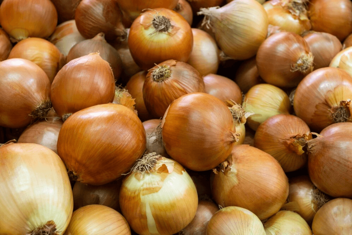 tipos de cebolla