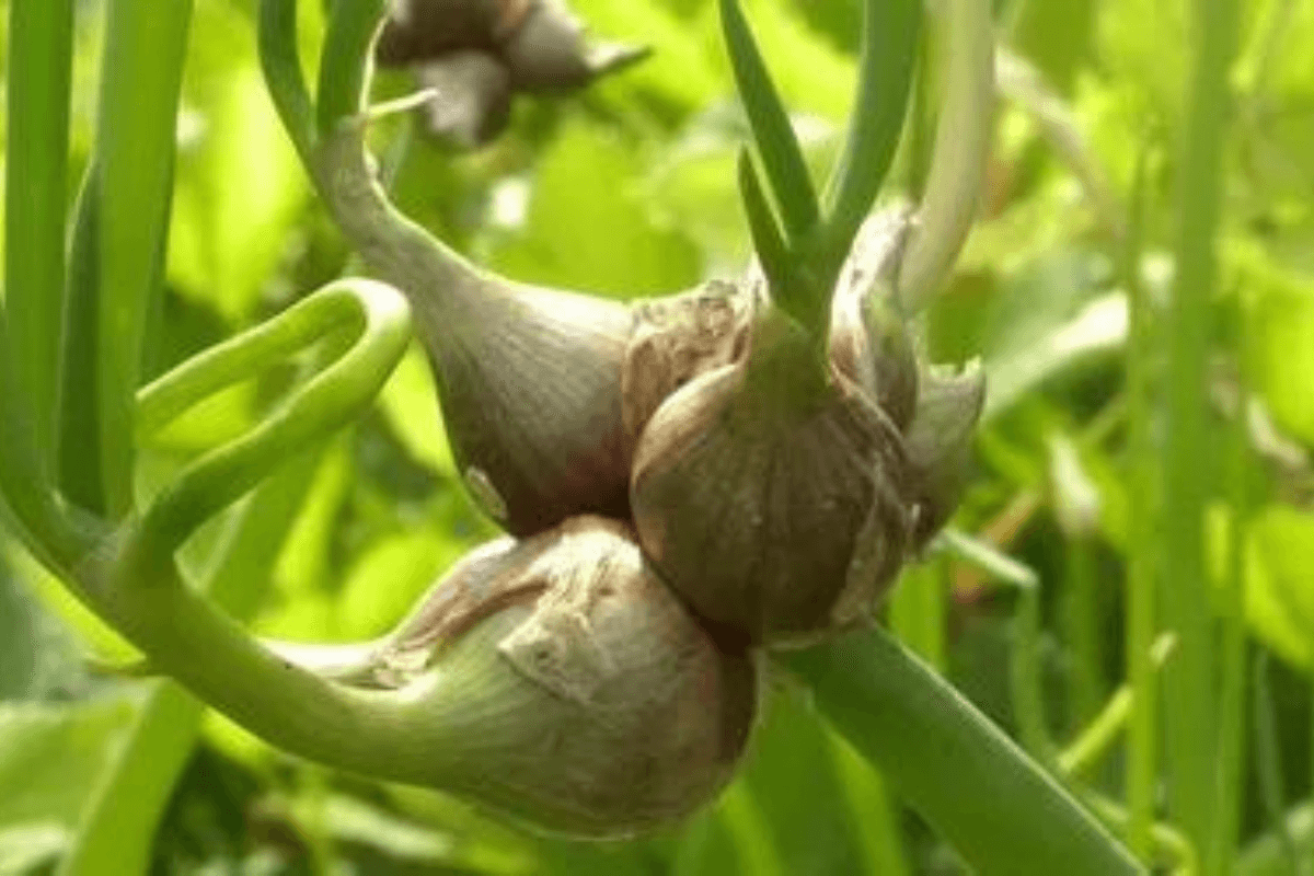 tipos de cebolla