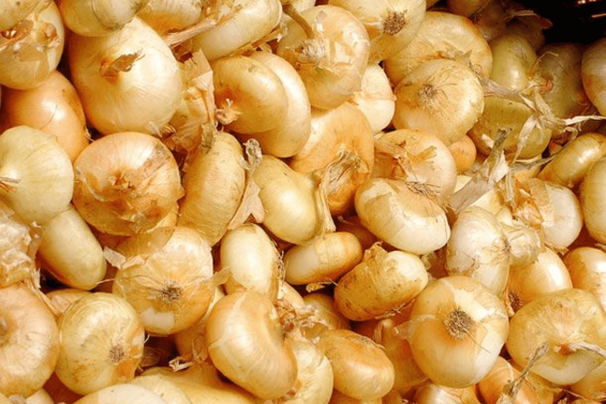 tipos de cebolla